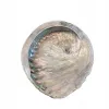 Naturalna Podstawka Pod Kadzidło, na biżuterię PIĘKNA Muszla Abalone 13-14
