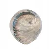Naturalna Mydelniczka PIĘKNA Muszla Abalone 13-14 cm + Mydło szare MILO
