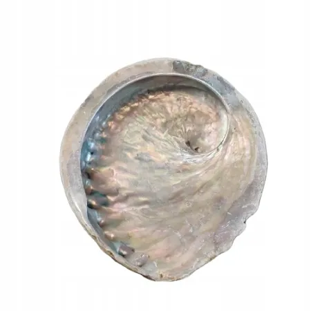 Naturalna Mydelniczka PIĘKNA Muszla Abalone 14-15 cm + Mydło szare MILO
