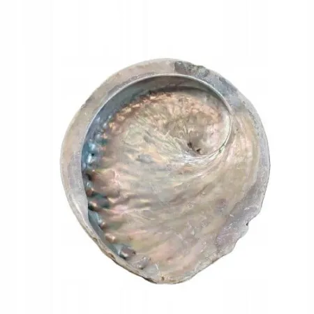 Naturalna Podstawka Pod Kadzidło, na biżuterię PIĘKNA Muszla Abalone 14-15